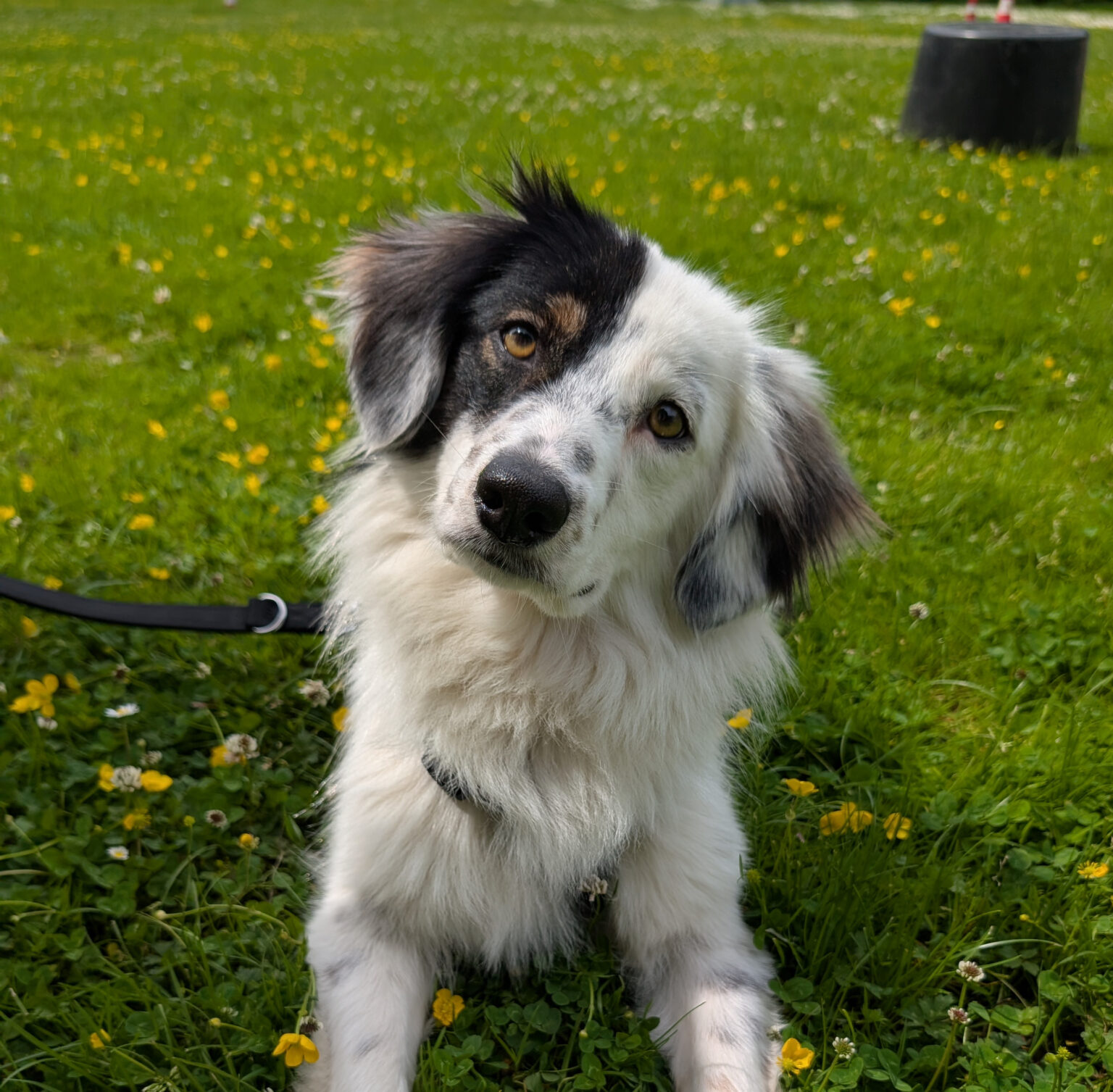 Hund mit neugierigem Blick