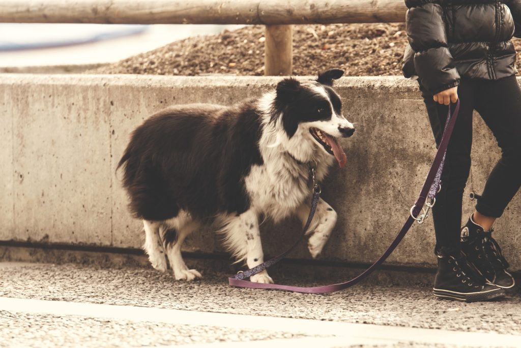 Milztumore | HUNDESCHULE BOCHUM BELLT