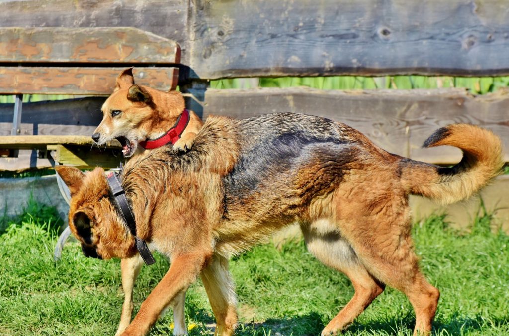 Raufergruppen | HUNDESCHULE BOCHUM BELLT