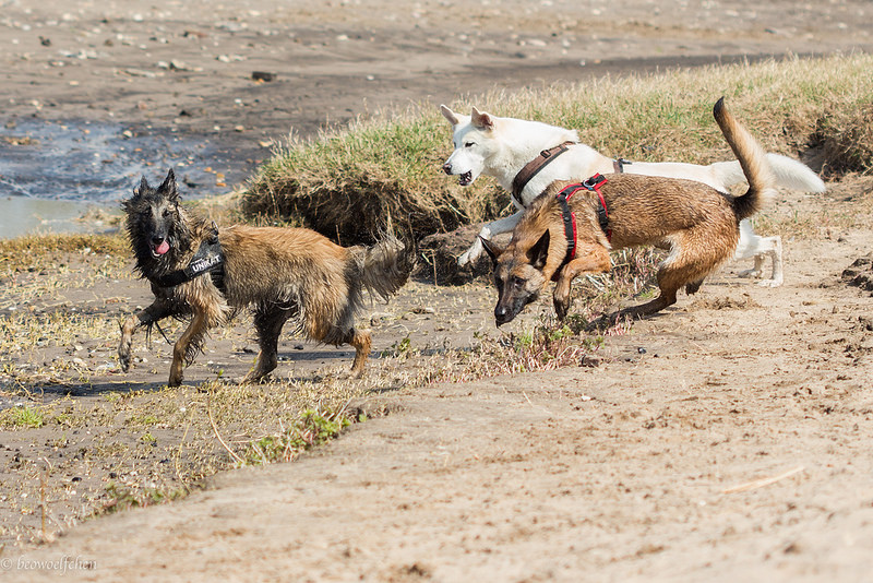 Drei Hunde spielen im Freien