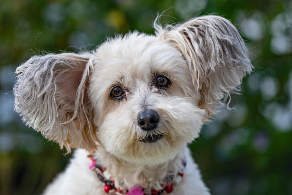 17831348 dog 5482171