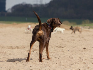 Brauner Hund am Strand