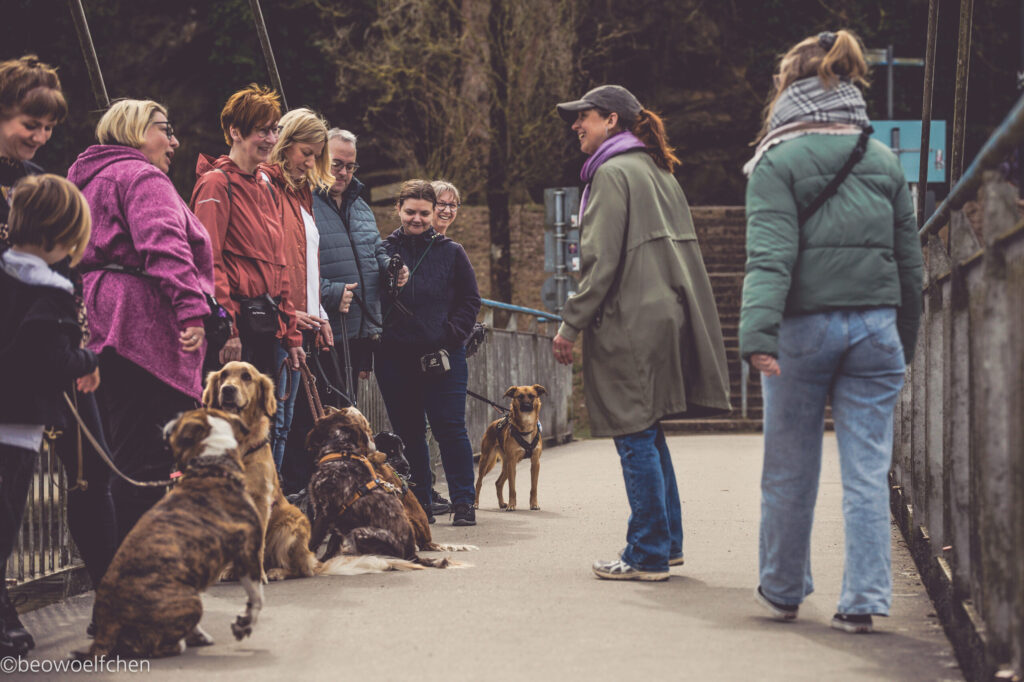 Hunde-Training mit Gruppe