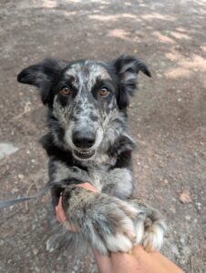Hund mit Pfote gehoben