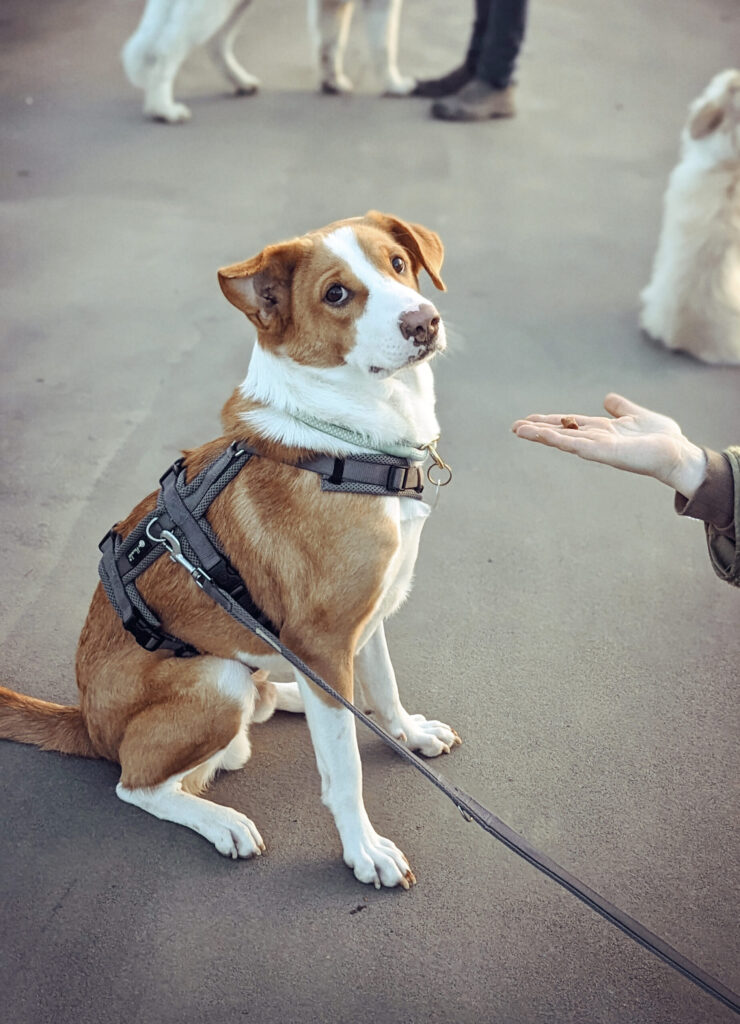 Hund sitzt und wartet