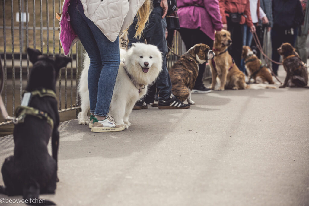 Hunde warten an der Leine