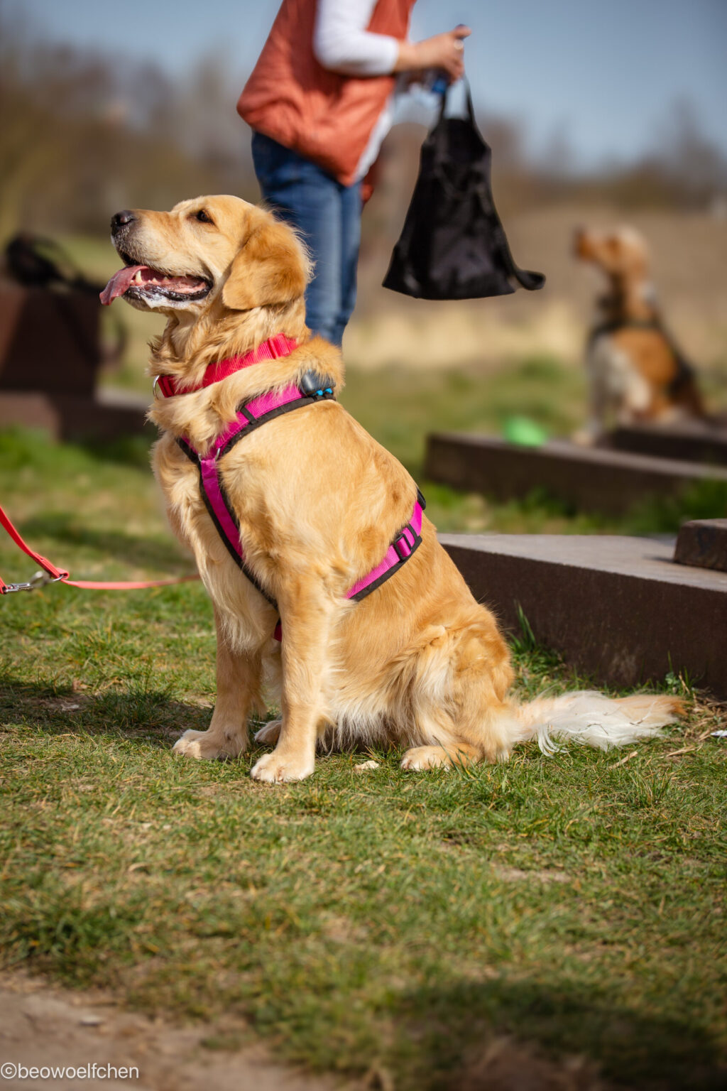 Goldener Retriever im Geschirr
