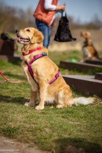 Goldener Retriever im Geschirr