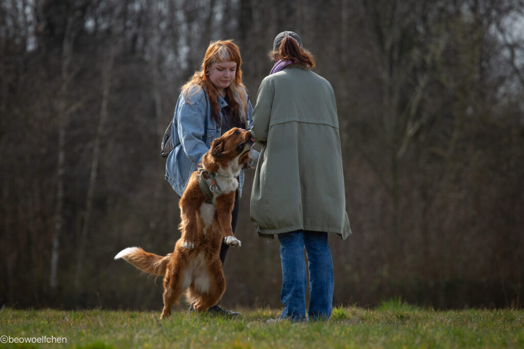 Hund springt zu Frauen