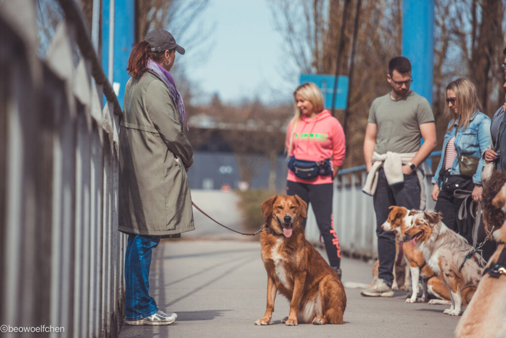 Hunde auf Brücke mit Menschen