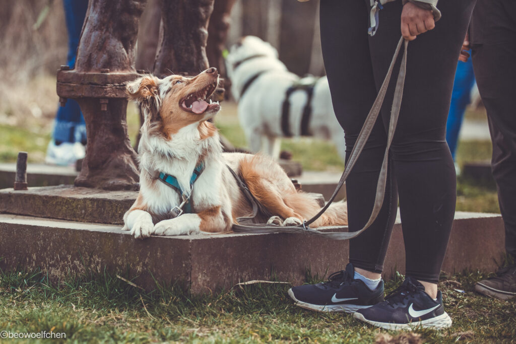 Hund wartet auf Spaziergang