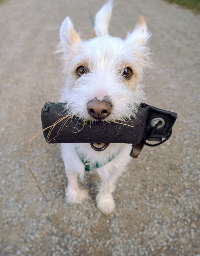 Hund mit Dummy im Maul