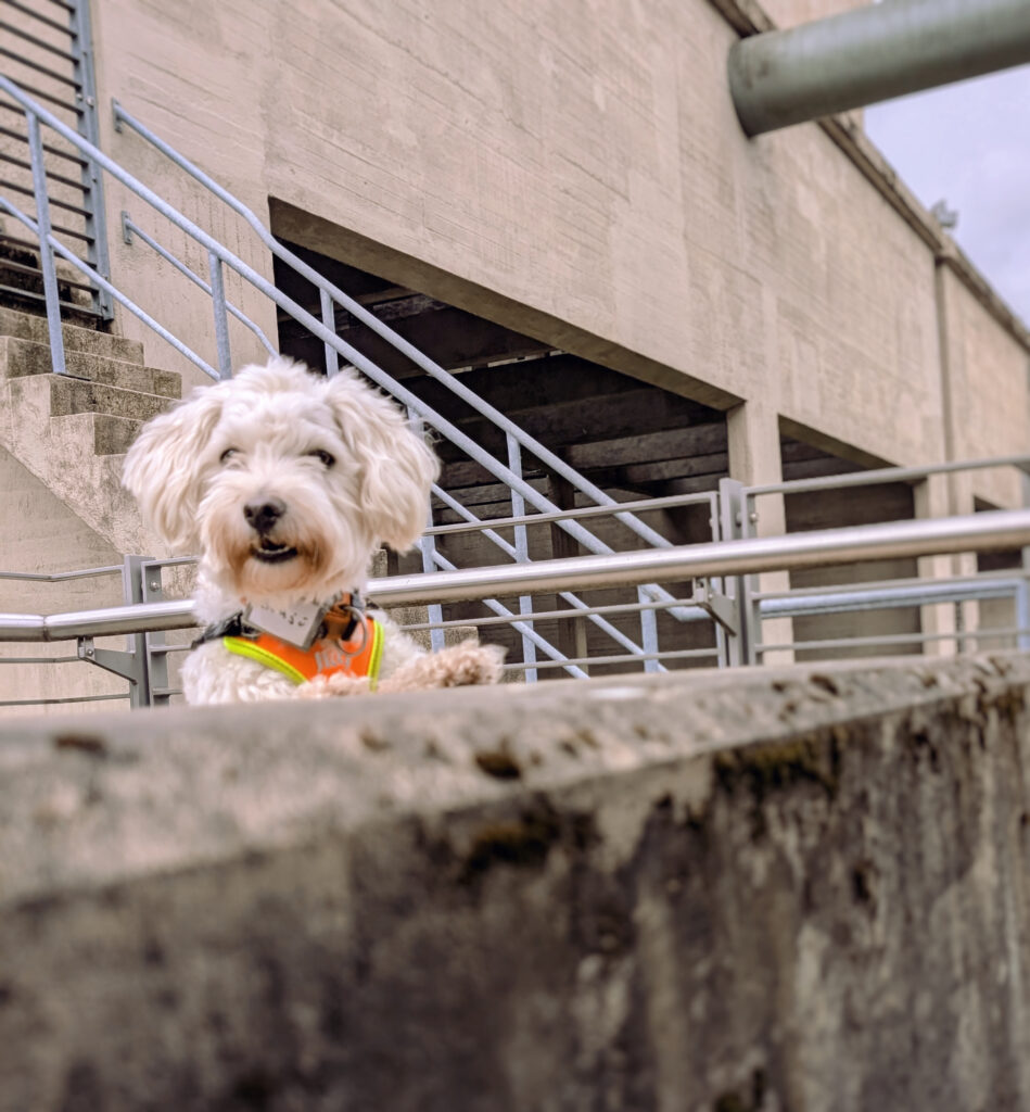 Glücklicher weißer Hund mit Weste