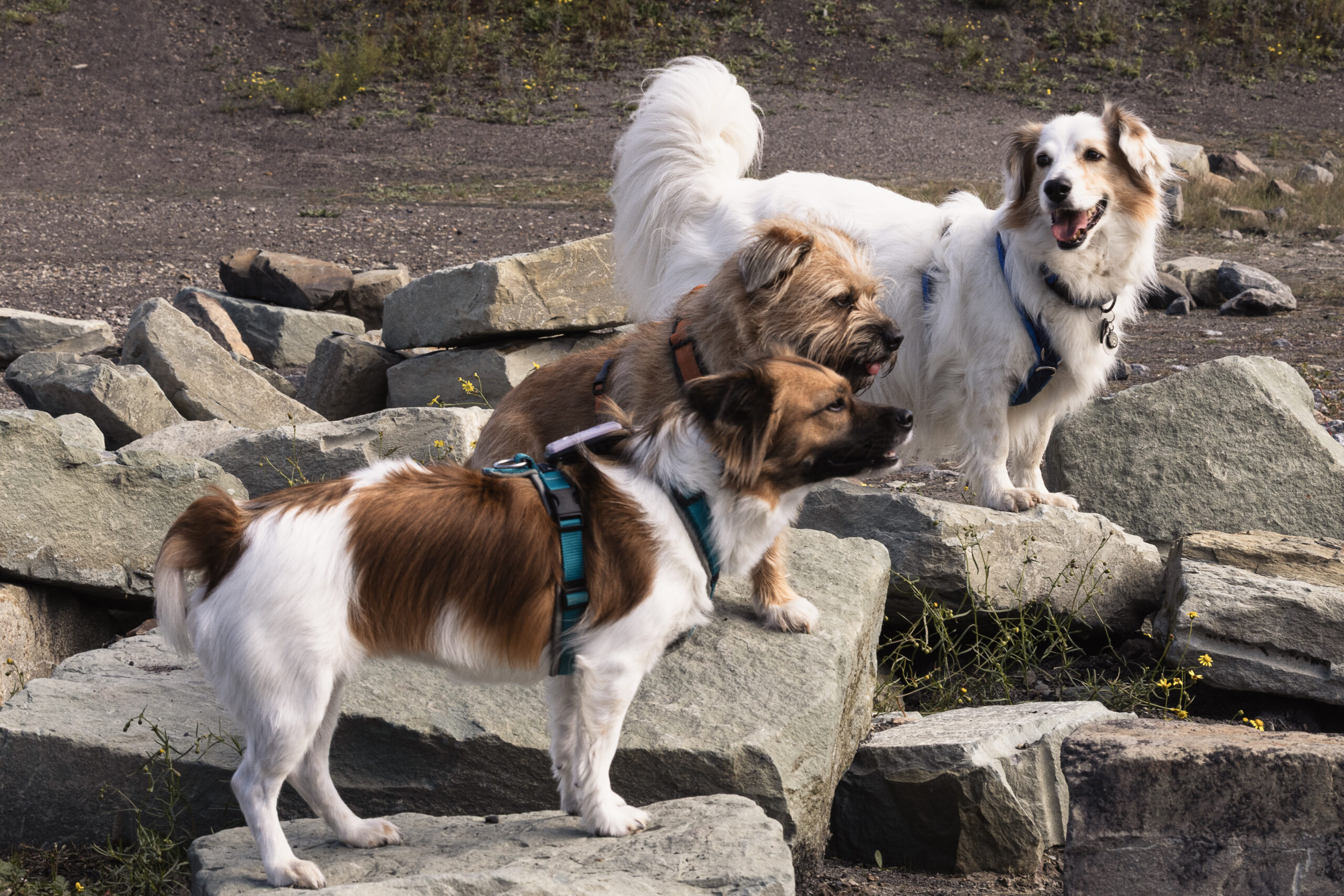 "Mein Hund muss kein Zirkuspferd werden, aber hören soll er schon" ZWW 27. September 2025 18 Scaled 1