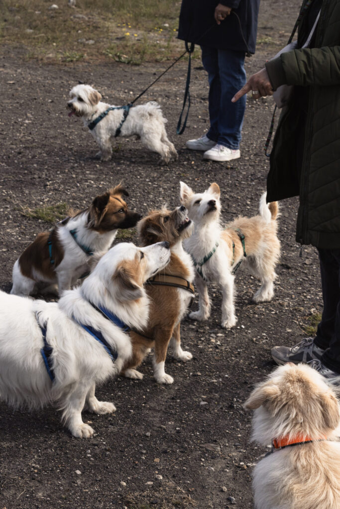 Mehrere Hunde auf einem Spaziergang
