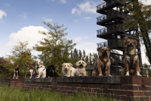 Hunde im Freien mit Aussichtsturm