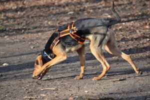 Hund mit Geschirr schnüffelt