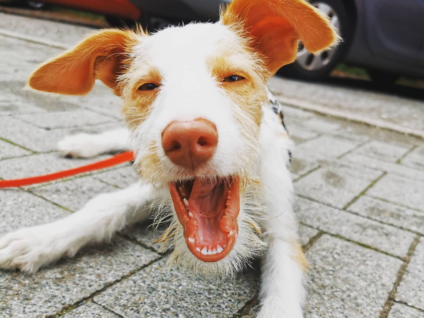 Gähnender Hund auf Gehweg