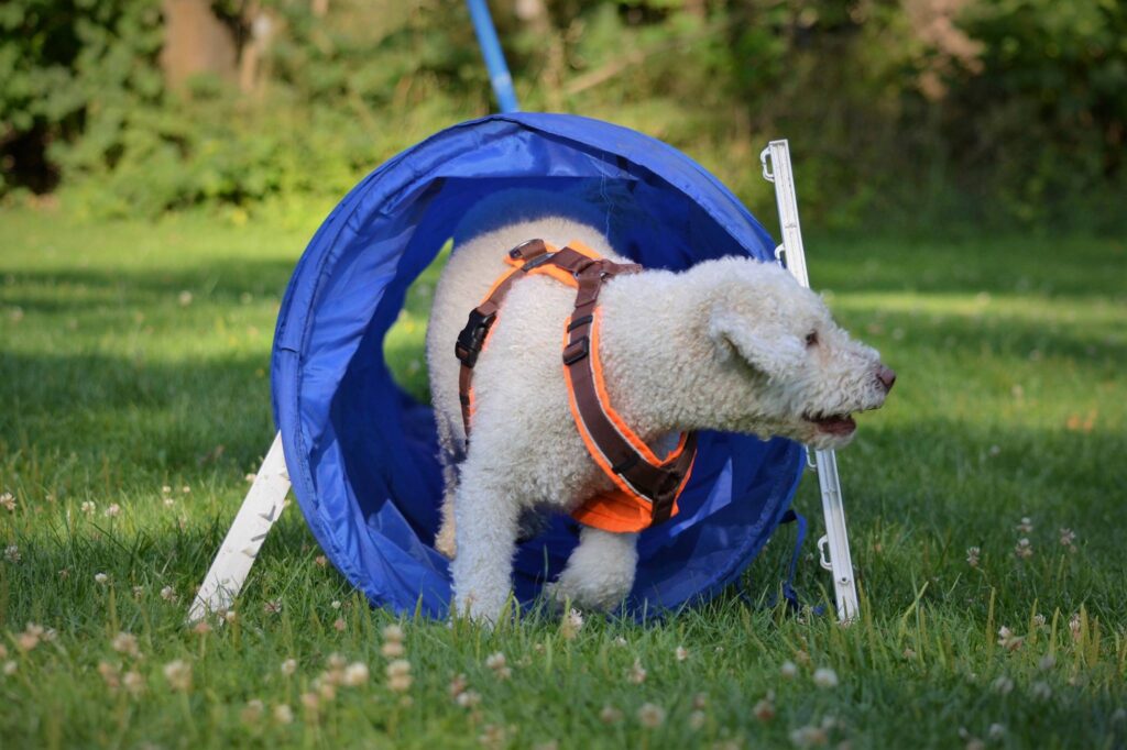 Hund trainiert im Tunnel