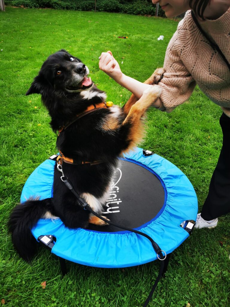 Hund auf kleinem Trampolin