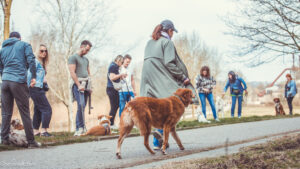 Hunde an der Leine spazieren