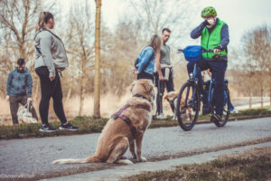 Hund wartet auf Radfahrer