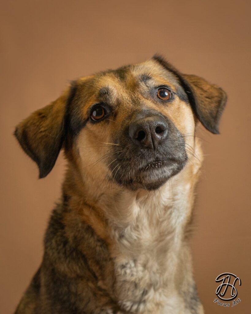 Brauner Hund mit nachdenklichem Blick