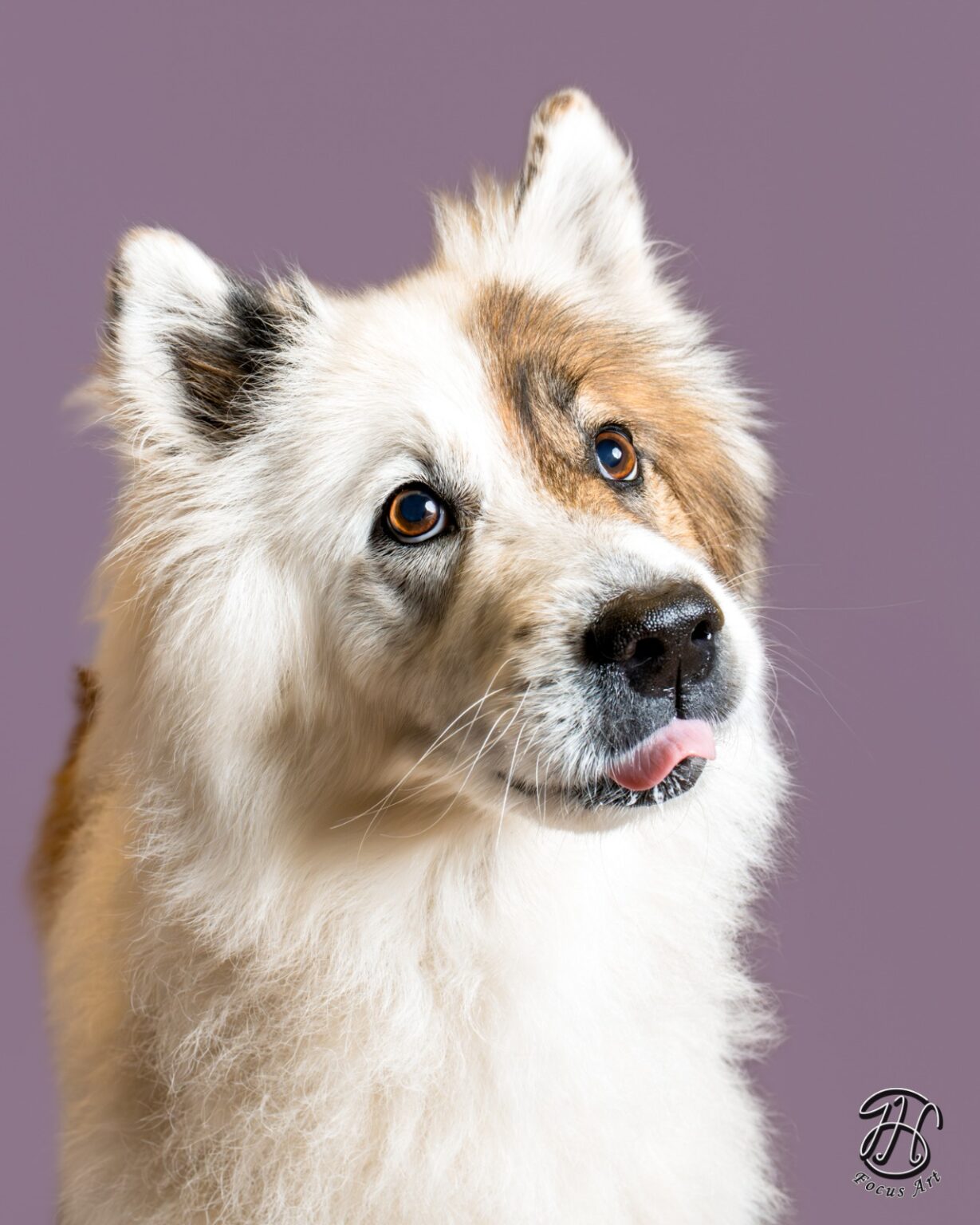 Niedlicher Hund mit Zunge heraus