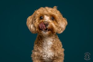 Leckerer Hund leckt Nase