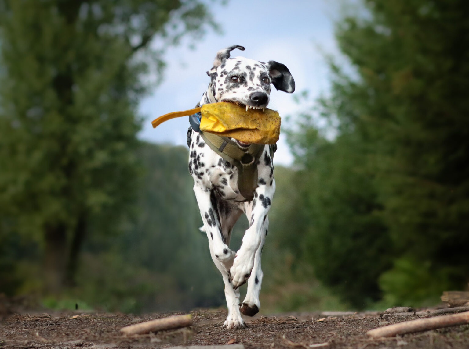 Dalmatiner mit Beute im Wald