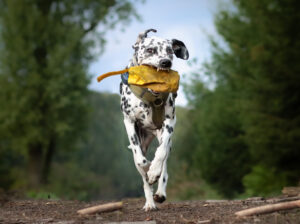 Dalmatiner mit Beute im Wald