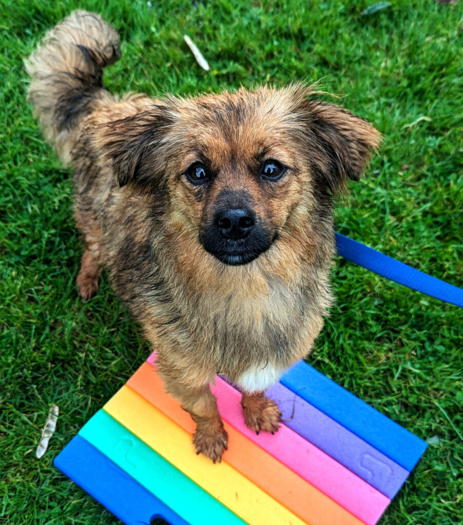 Brauner Hund auf buntem Untergrund