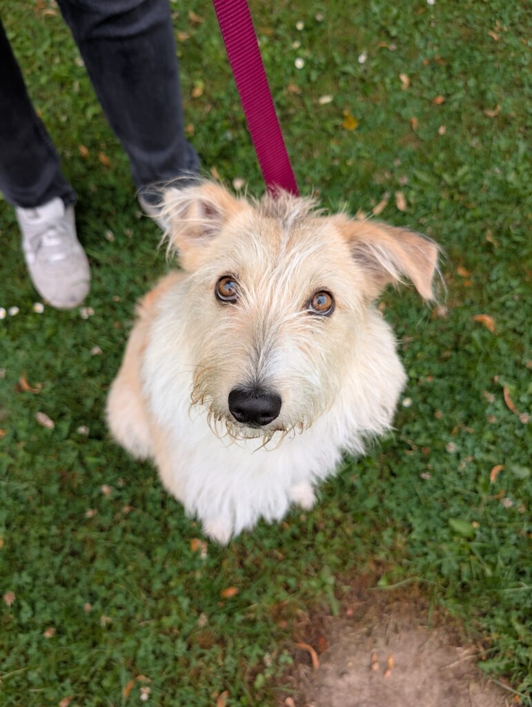 Sitzender Hund auf Gras