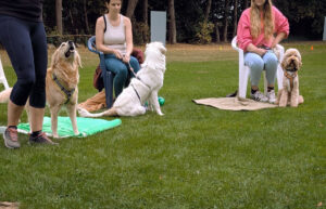 Hunde und Menschen auf Rasen