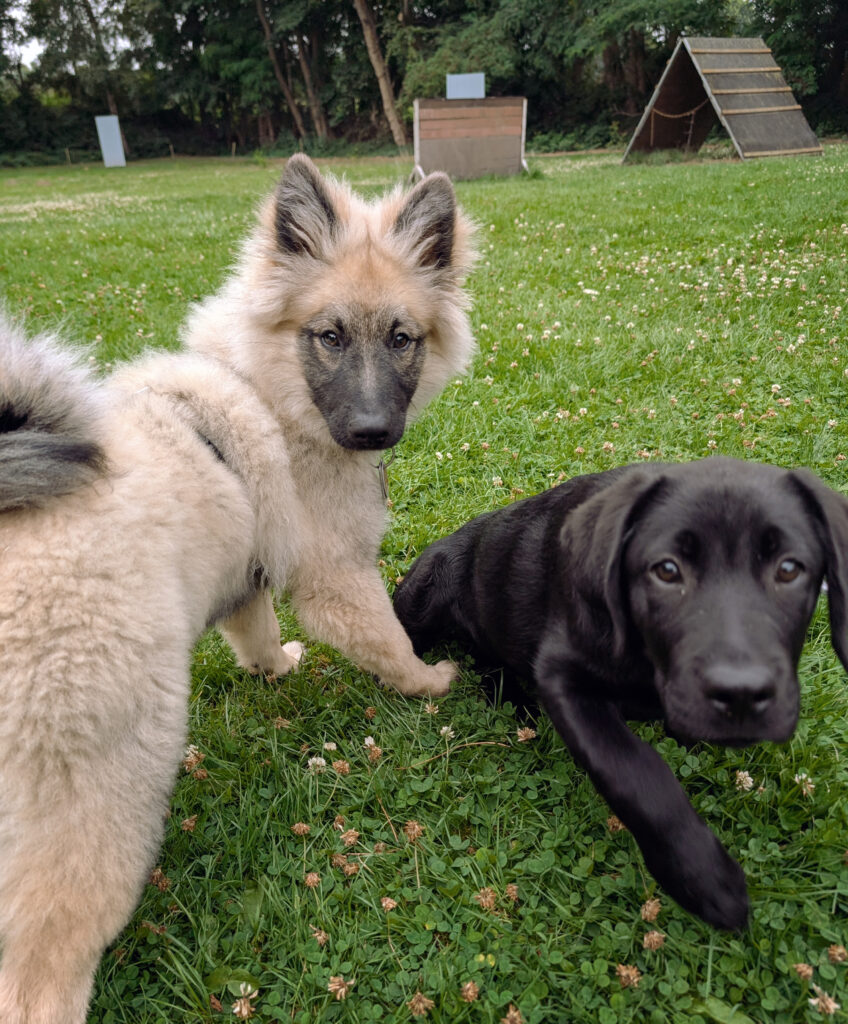 Zwei Hunde auf Rasen