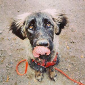 Hund leckt sich Nase