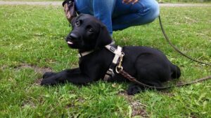 Schwarzer Labrador Welpe mit Geschirr