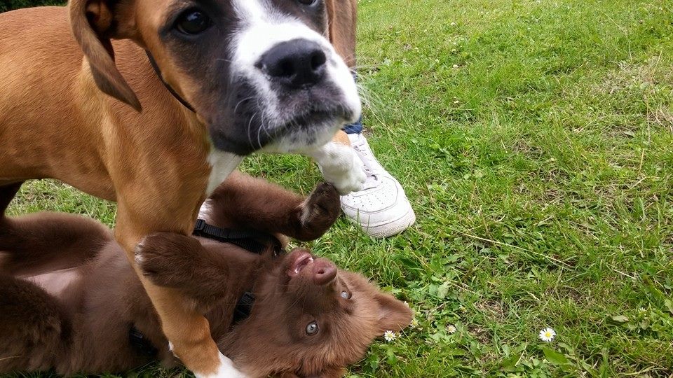 Zwei verspielte Hunde im Gras