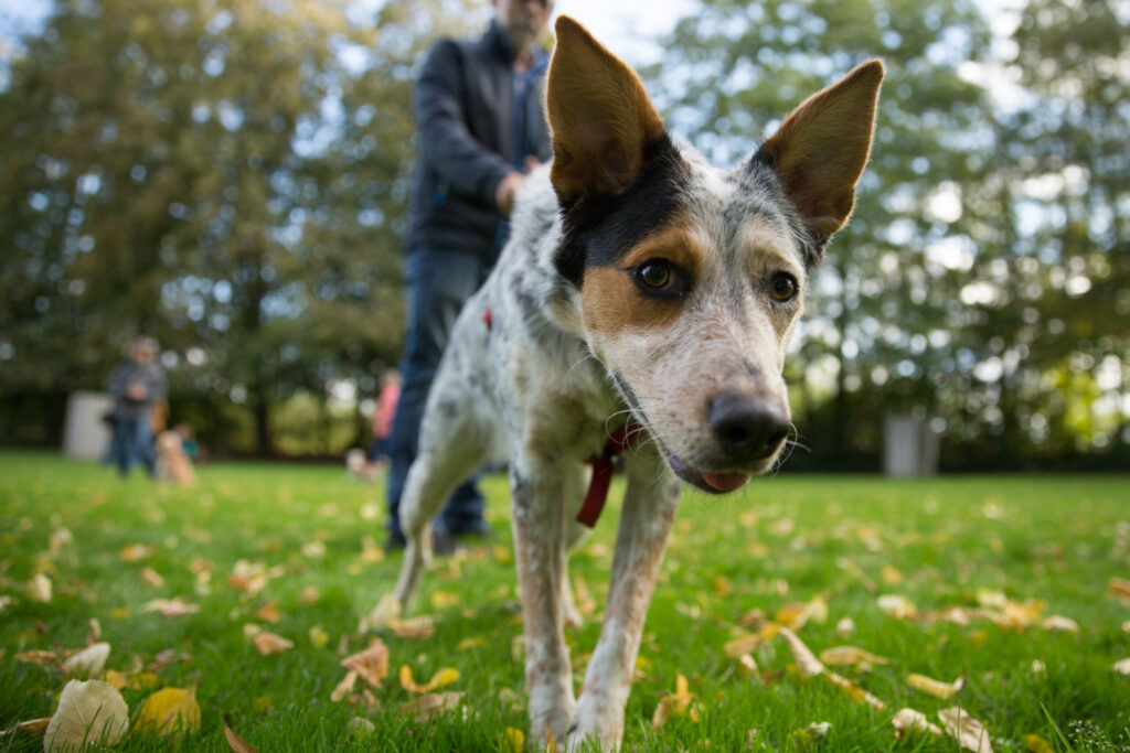 Hund im Park spazieren