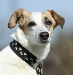 Hund mit Pfotenband