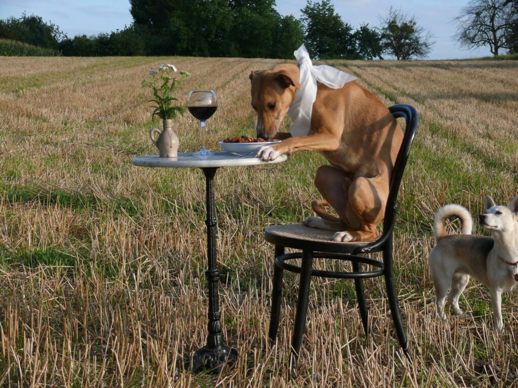 Hund isst im Feld.