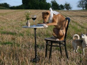 Hund isst im Feld.