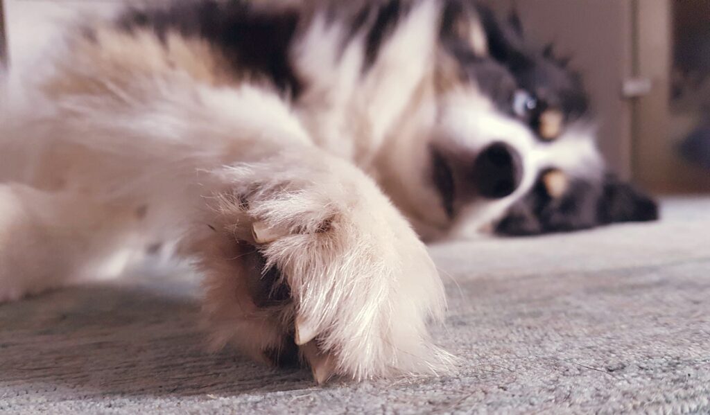 Hund auf Teppich liegend