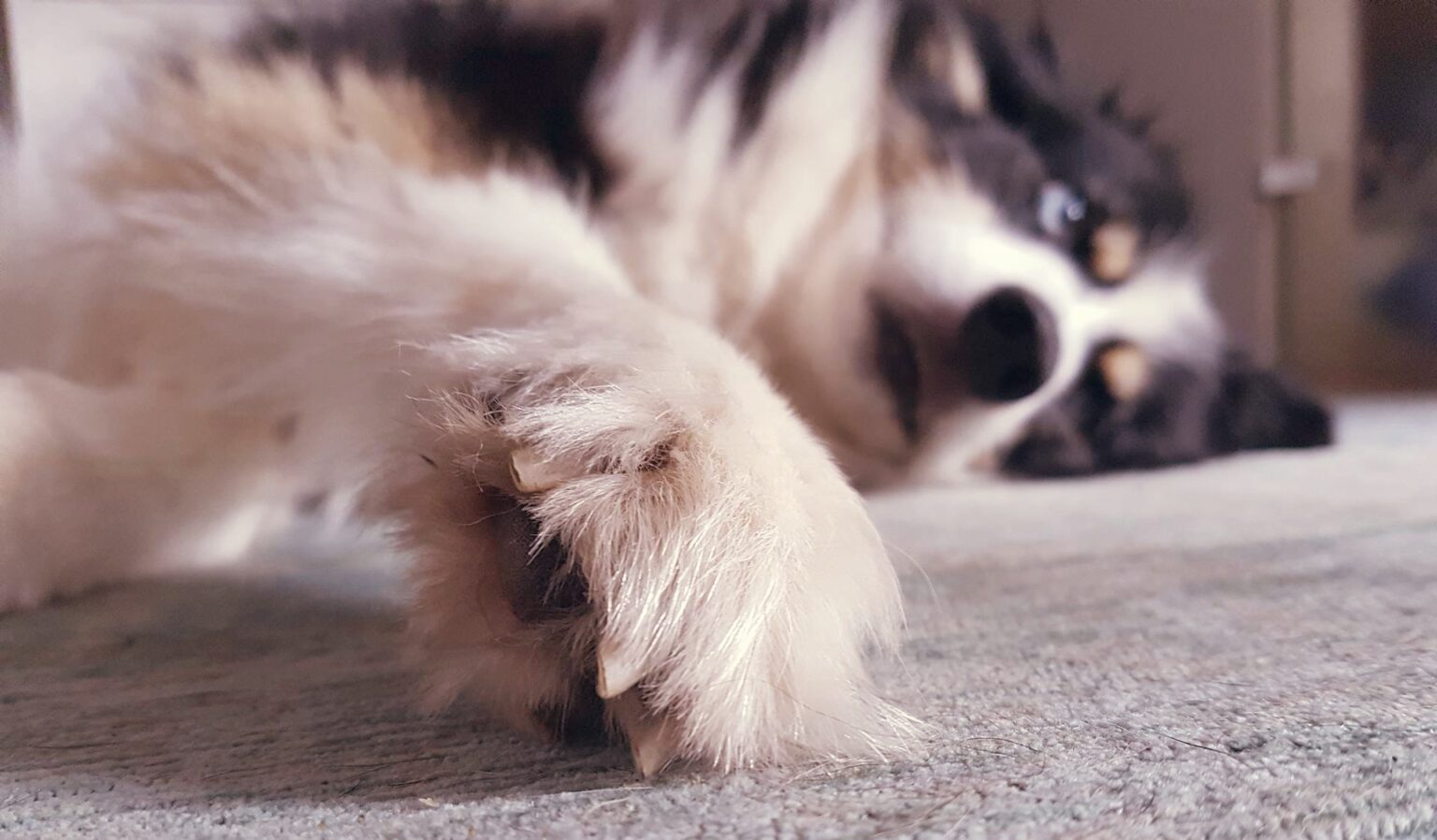 Hund auf Teppich liegend