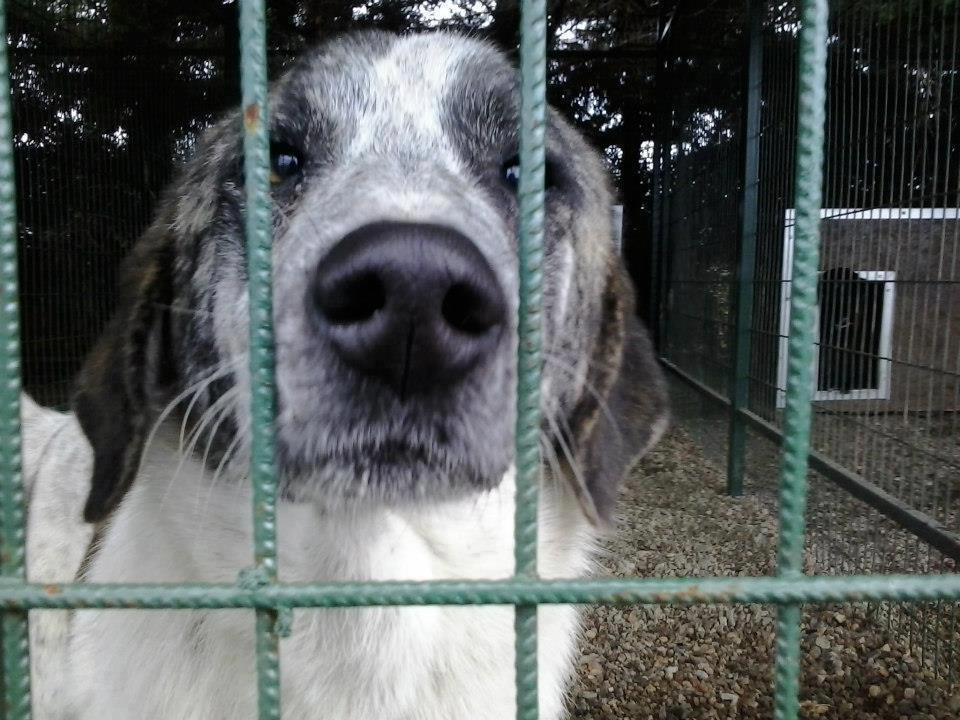 Hunde vom Tierschutz 304800 4231074746222 2037245518 N