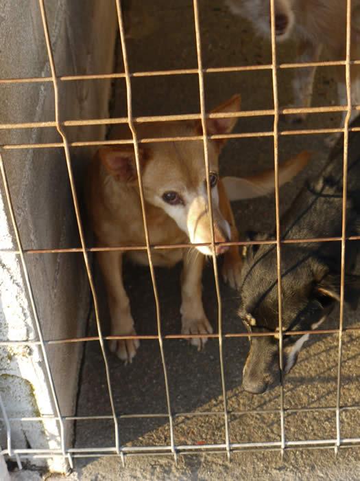 Hunde vom Tierschutz 395897 342999392386682 1262184985 N