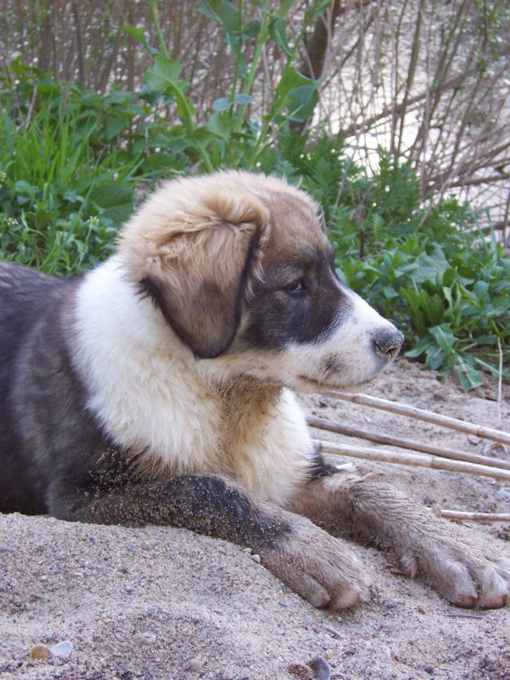 Welpe auf sandigem Untergrund