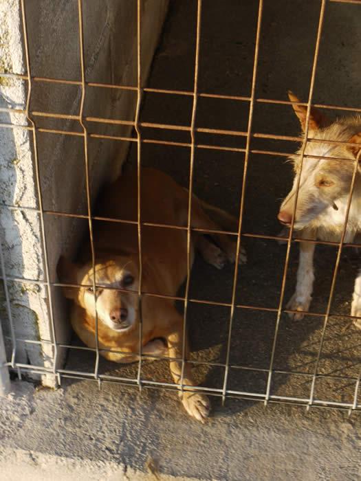 Hunde vom Tierschutz 406571 342999345720020 1793837700 N