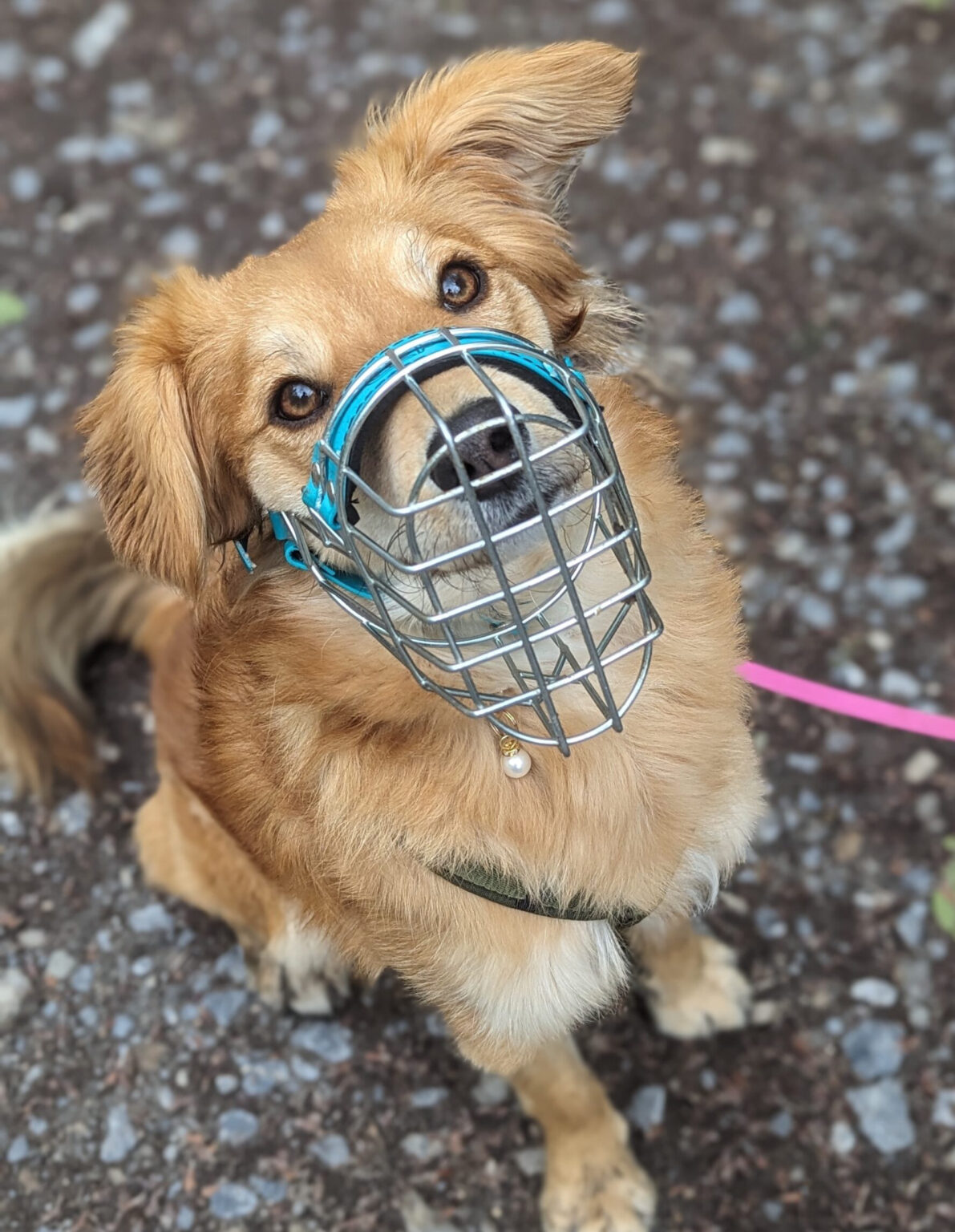 Hund mit Maulkorb sitzt