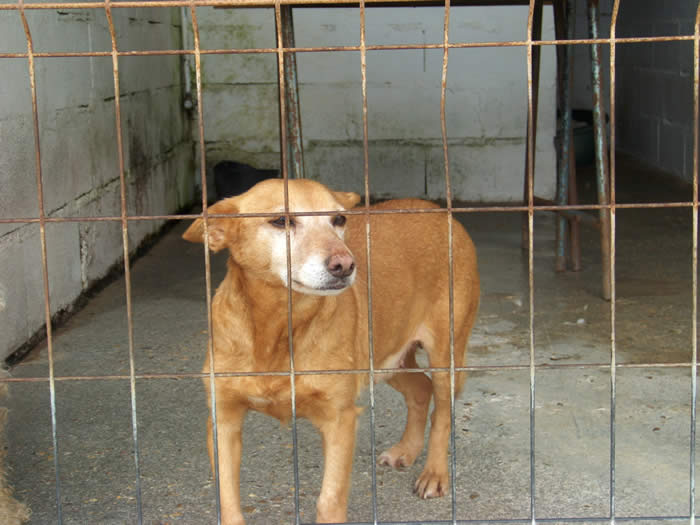 Hunde vom Tierschutz Fofinha Esterilizada 000
